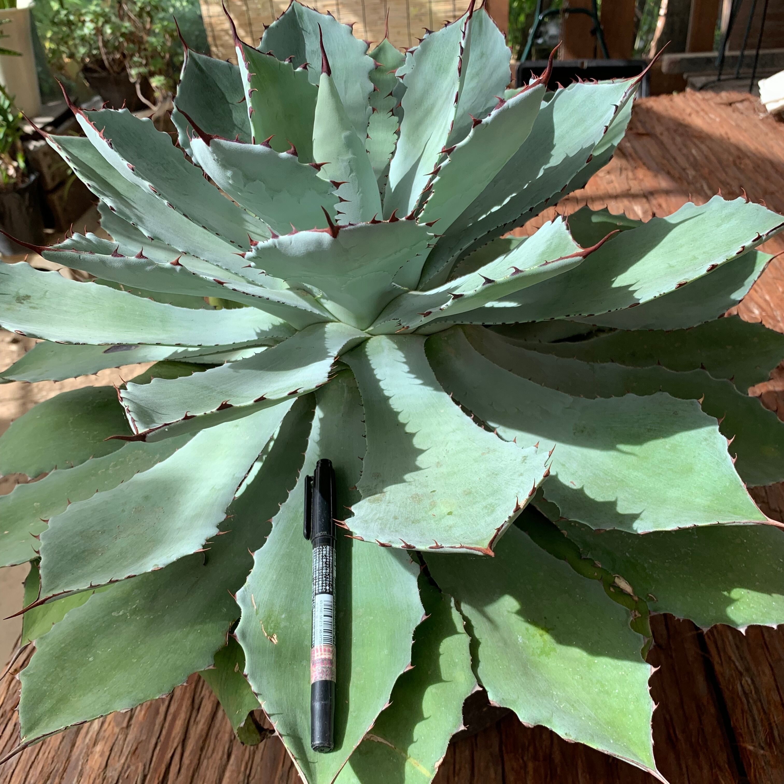 多肉植物 アガベ・吉祥冠（Agave）36 | 京都 おむろ YUUKIESGARDEN