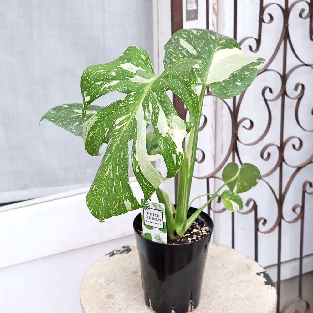 観葉植物 斑入りモンステラ タイコンステレーション 4号 H50cm