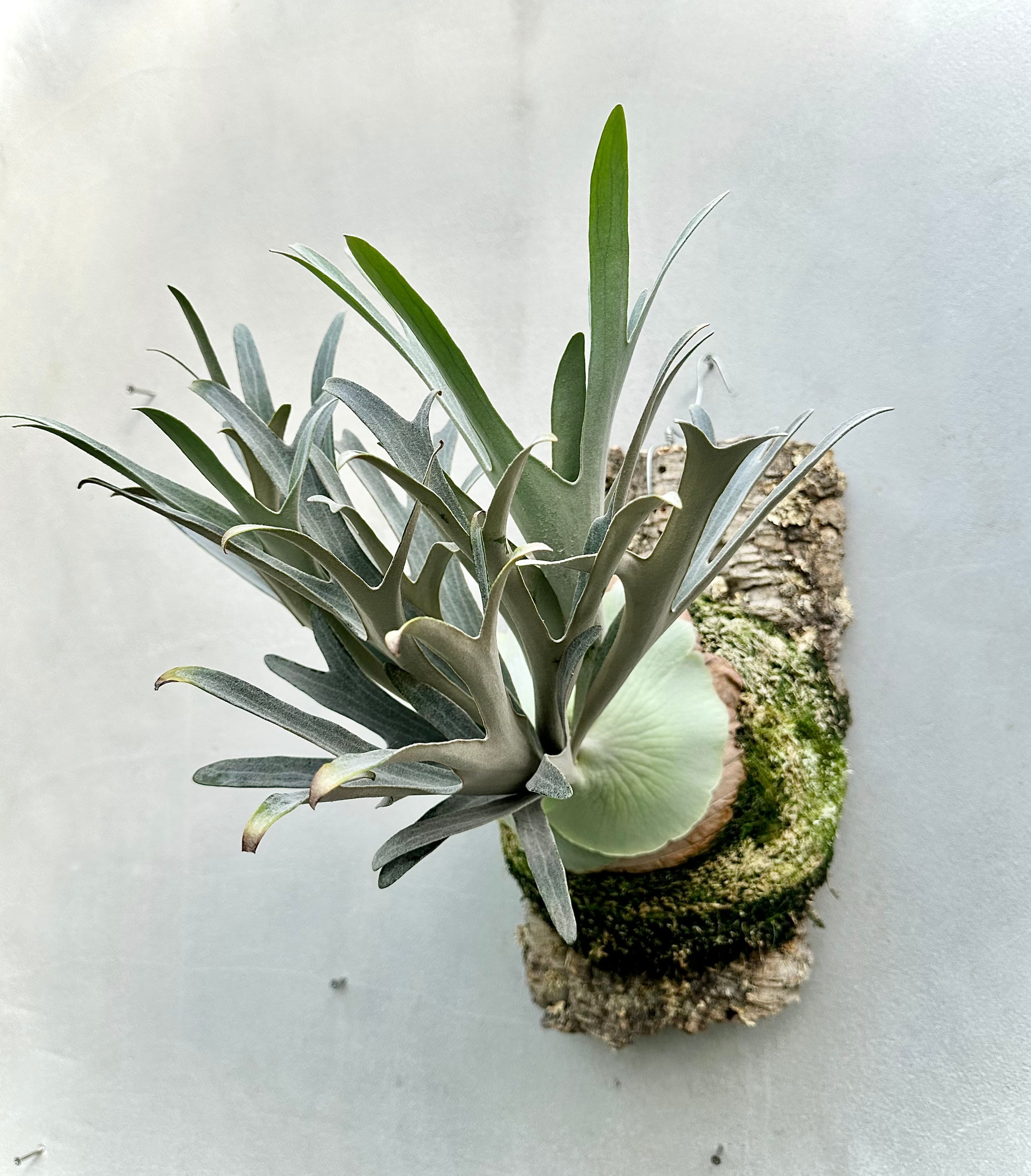 Platycerium_ビカクシダ | vandaka plants