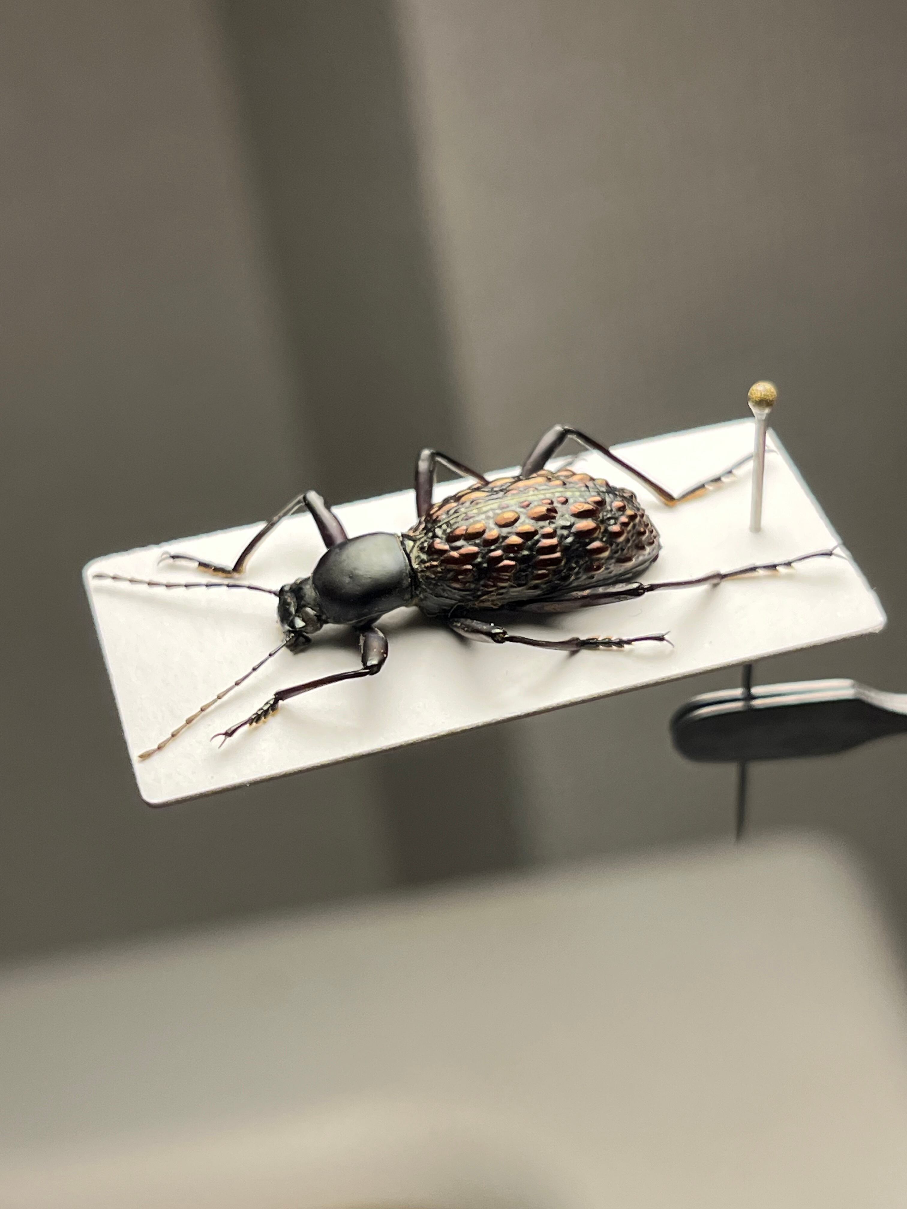 象虫標本】マッシブなゾウゴミムシダマシAnomalipus elephas ゾウムシ