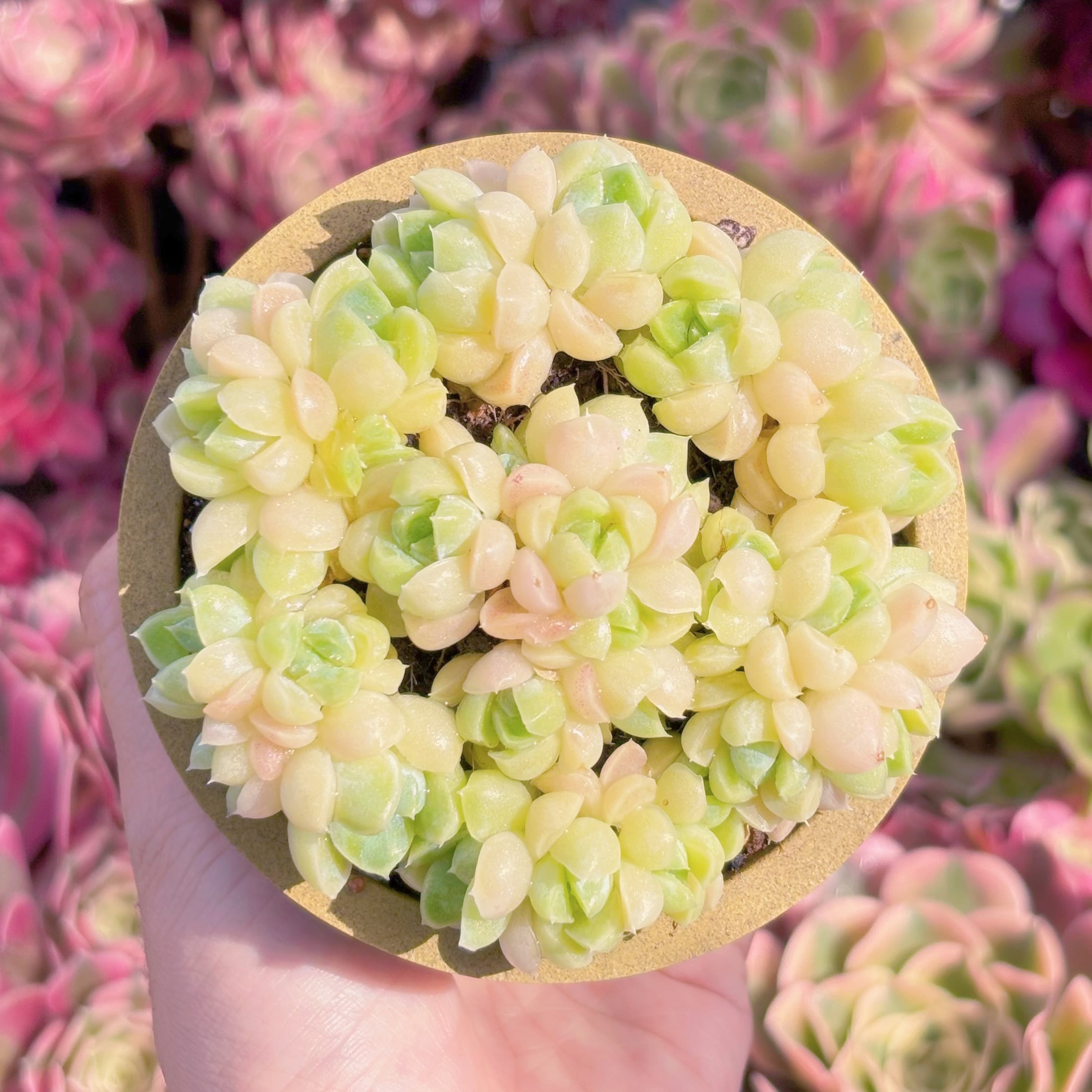 多肉植物　ToTo(7苗)　新入荷　るる農園