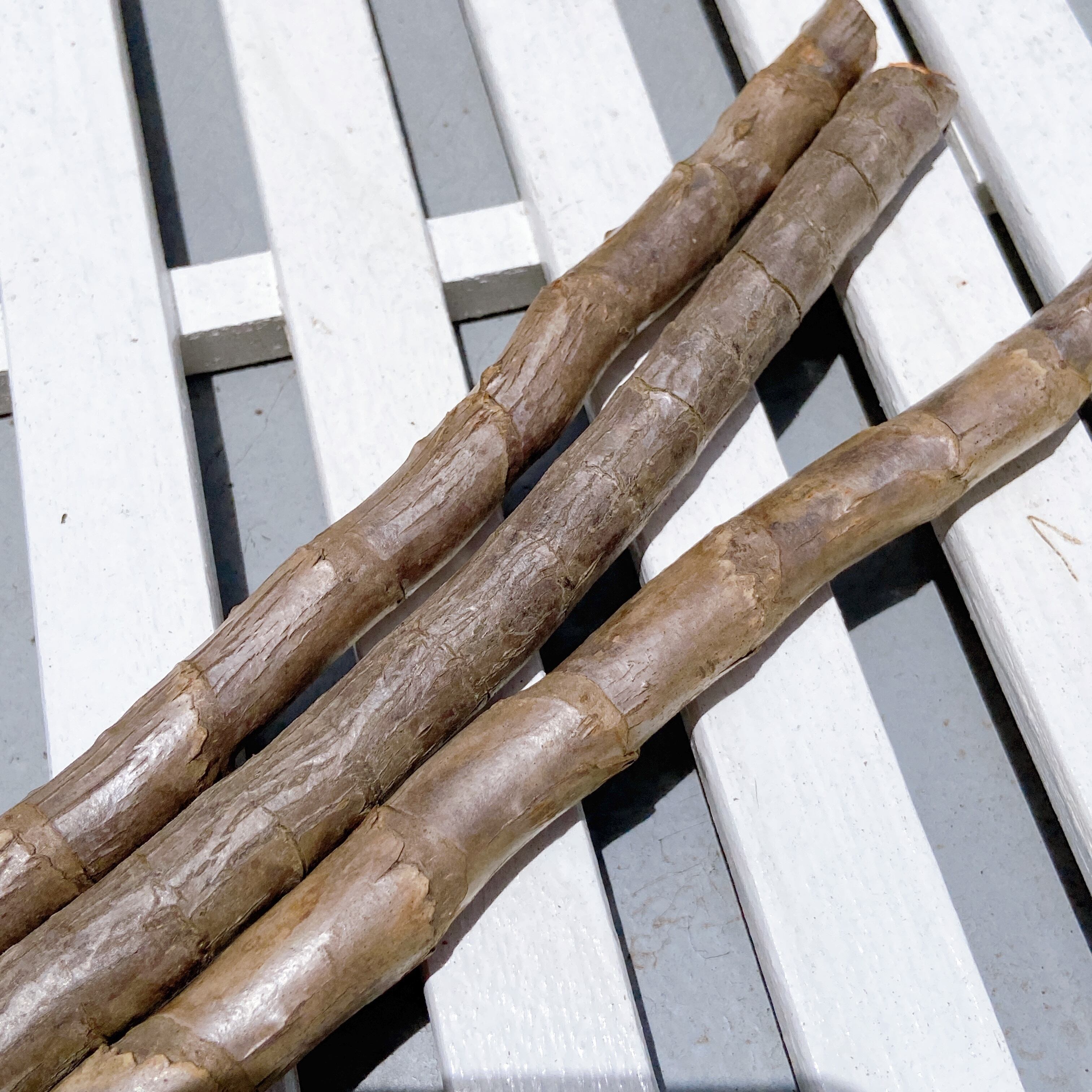 奄美大島産センネンボク（ティーリーフ）苗木 3本】 ハワイアン&南国