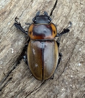 【WD】《ブルークツヤクワガタ 41.5mm ペア》