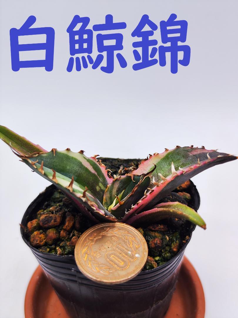 錦フェア【匿名配送】アガベ チタノタ 白鯨錦 永久錦 覆輪斑 TC サイズ  