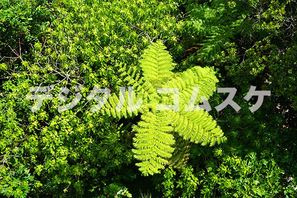 komusuke07_5_自然・植物・花_004_石川嘉手苅の森(1枚シリーズ)