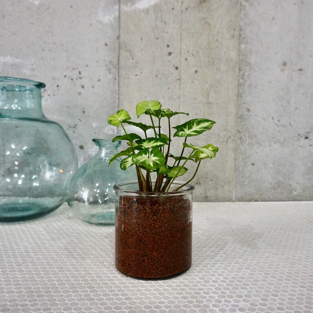 シンゴニウム ピクシー Hydroculture 水耕栽培 Addgreen