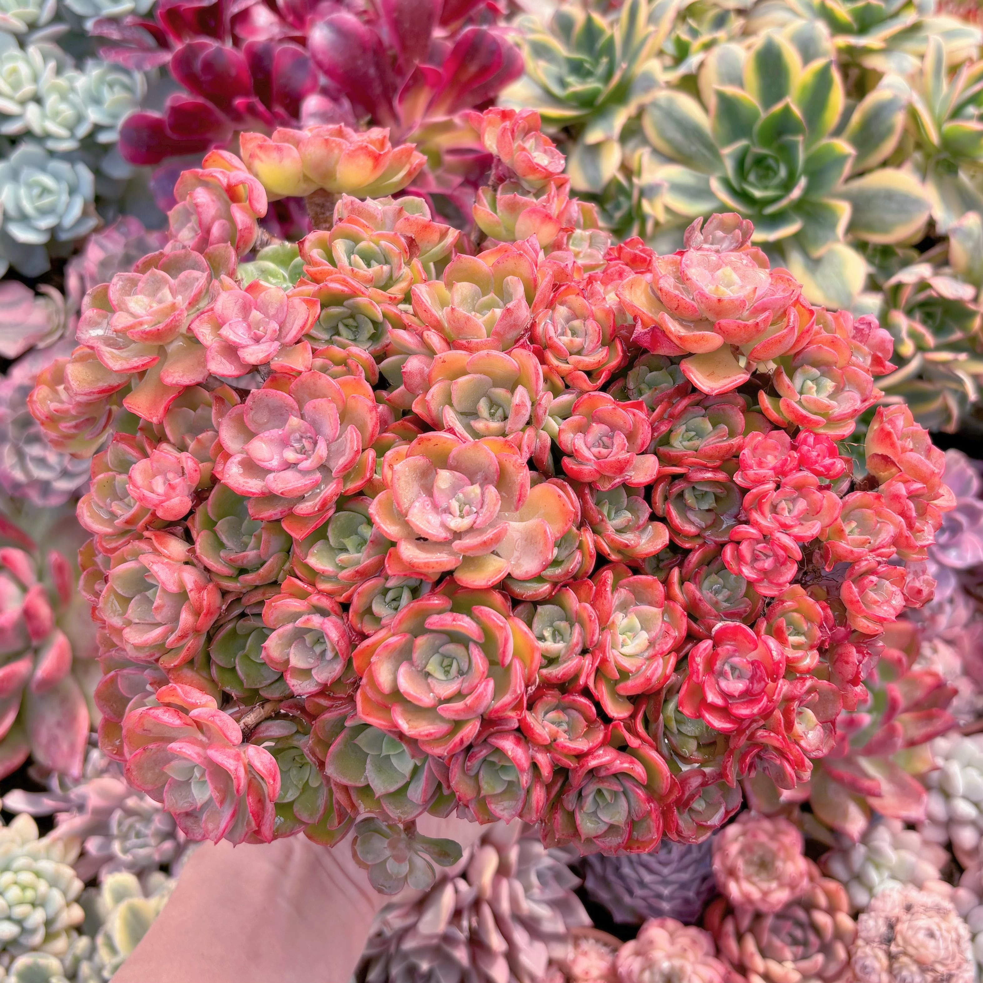 現品　ノーブル#2226　特特大群生　約26cm　新入荷