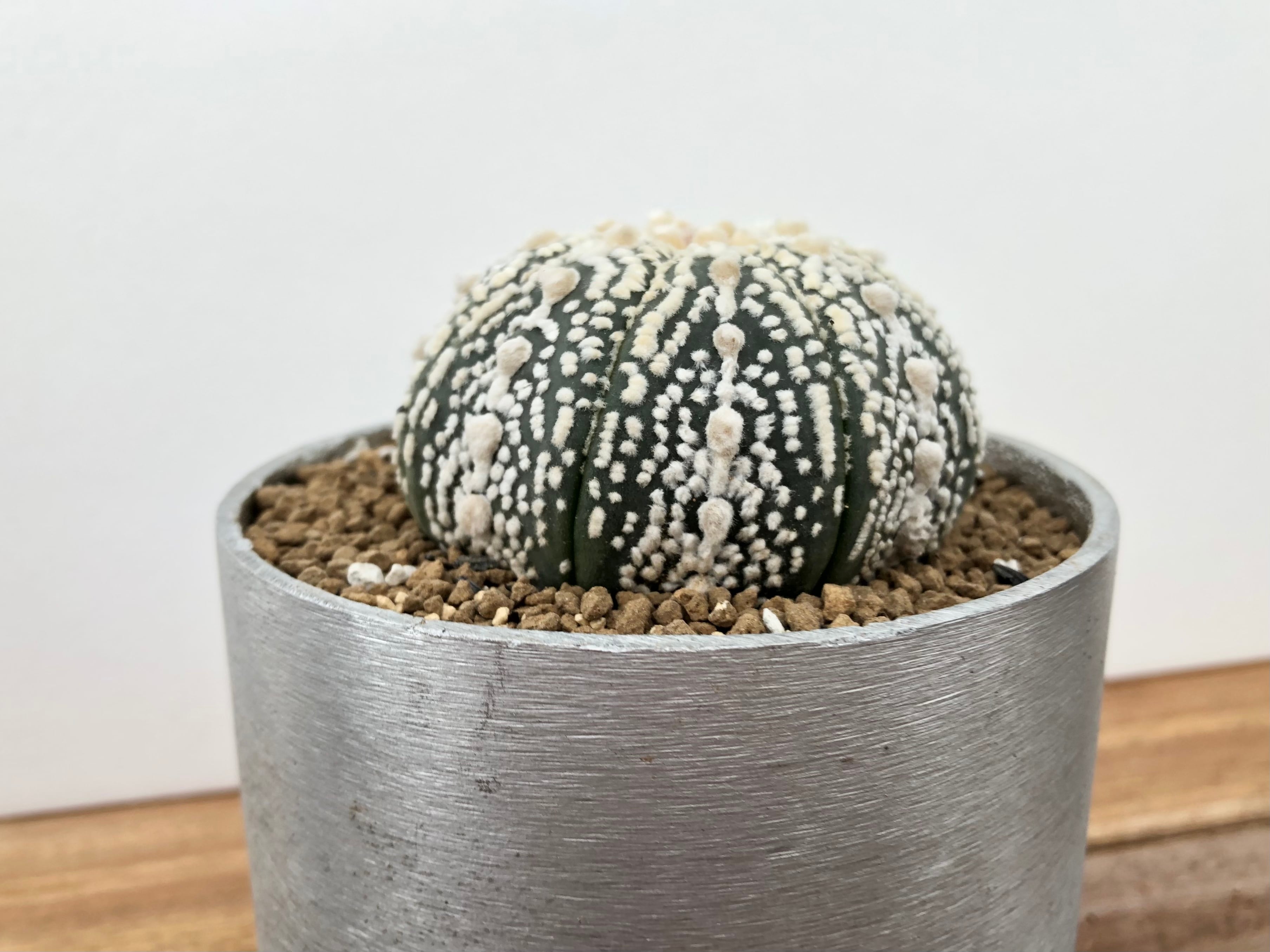 サボテン　銀冠玉　般若錦　スーパー兜　天平丸　4株セット❗　① Astrophytum asterias 兜丸 サボテン スーパー兜 ラウンドポット