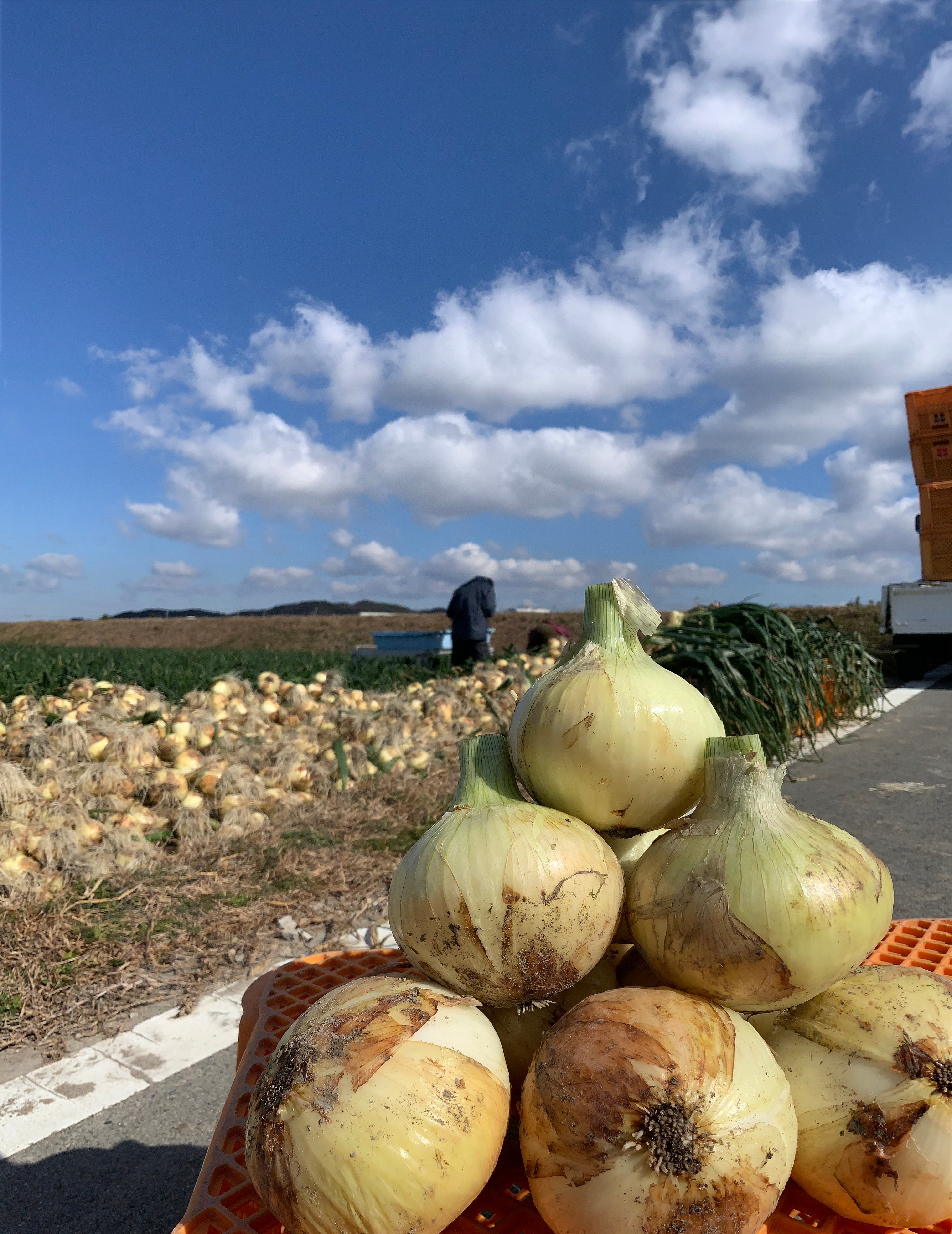 極早生淡路島新玉ねぎ 鮮一番 10kg 送料・税込み | 原田兄弟の一番玉ねぎ