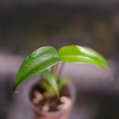 モンステラ バールマルクスフレーム / Monstera 'Burle Marx's Flame⑤
