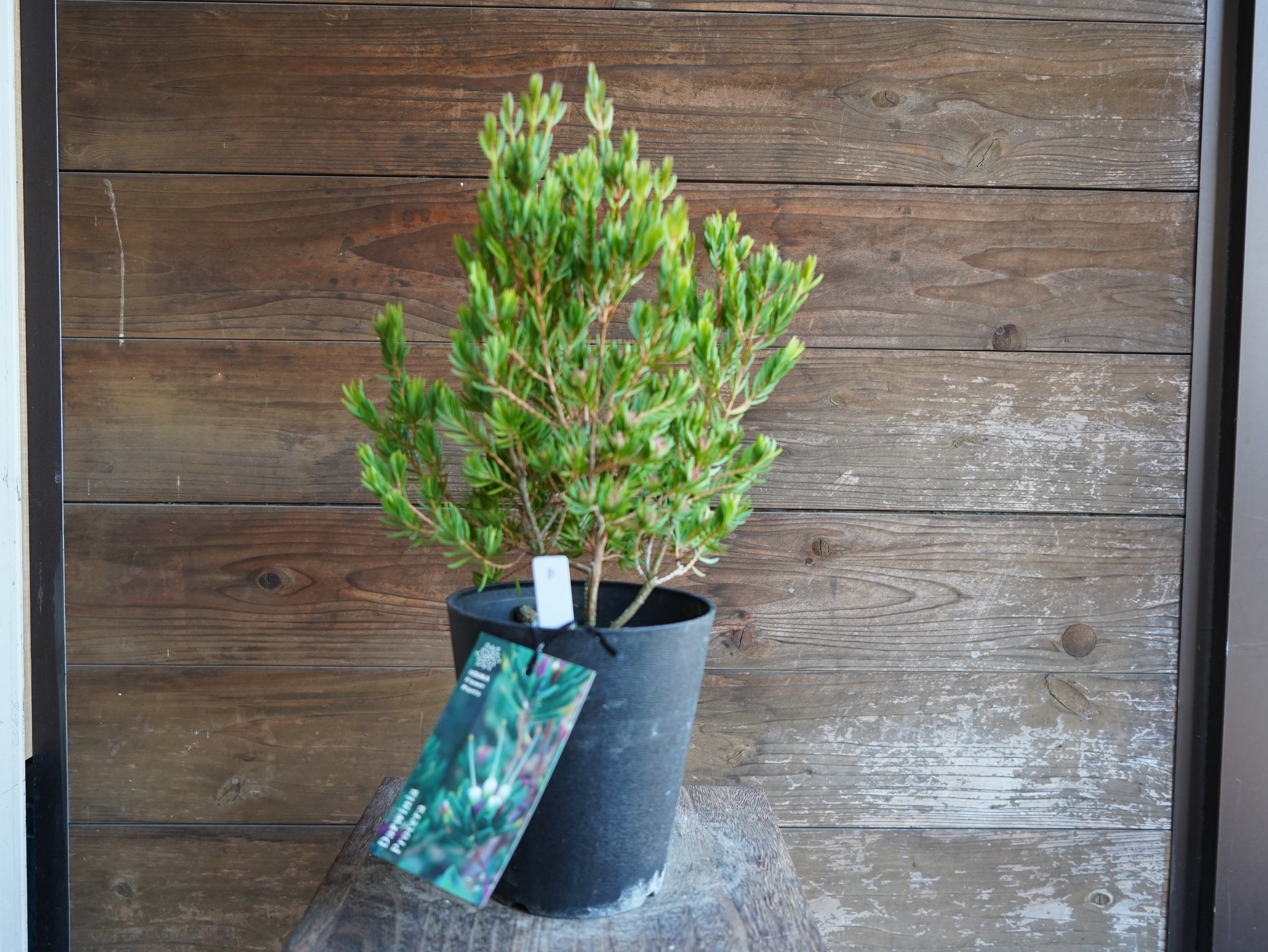 【現物】ダーウィニア　”プロセラ”　B