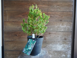 【現物】ダーウィニア ”プロセラ” B