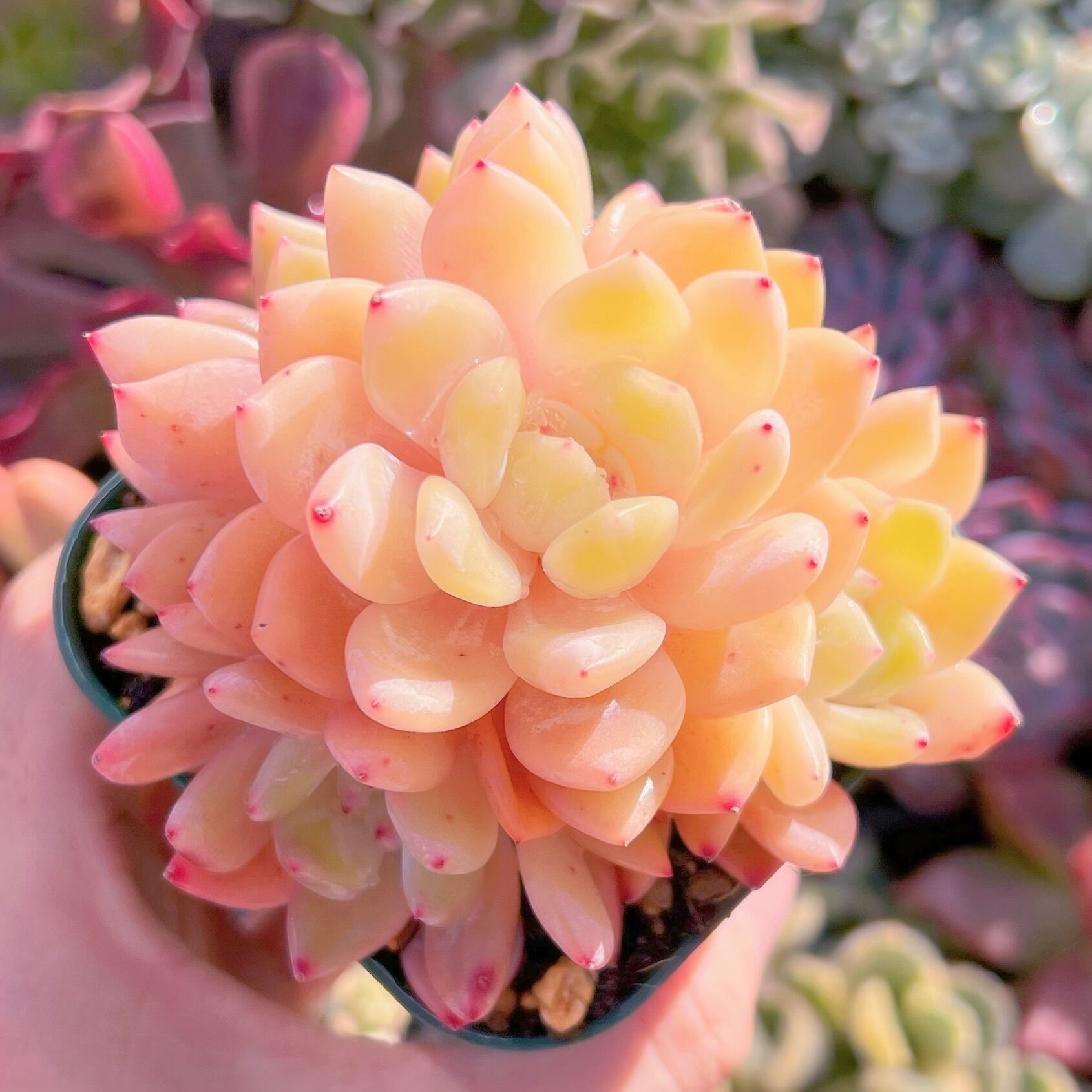 現品　オレンジモンロー#235   群生　るる農園