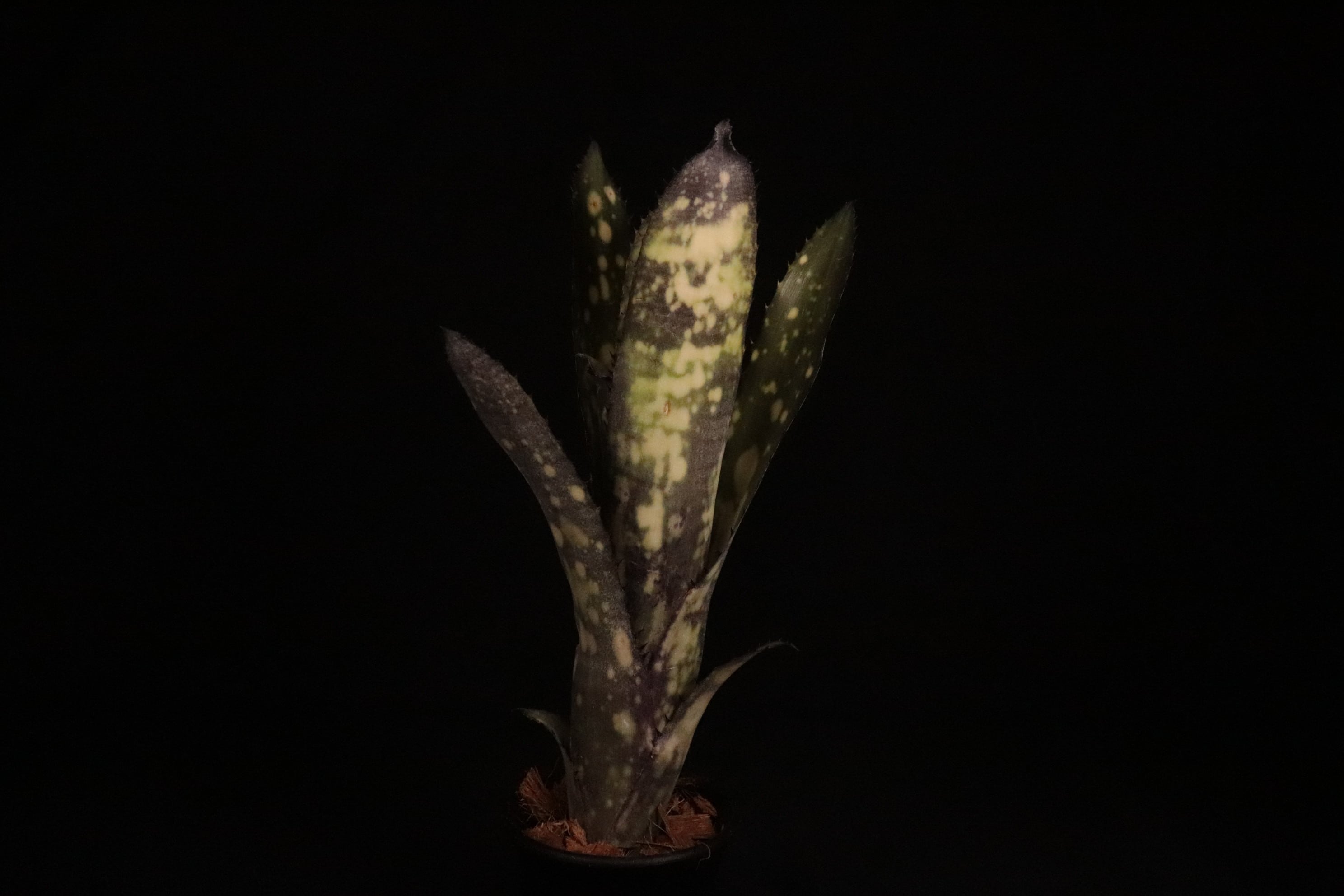 送料無料】Billbergia 'Alaka i' x 'Titanic'〔ビルベルギア〕現品発送