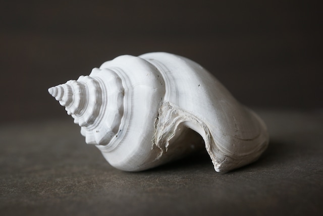 フロリダ州産 巻貝化石 Strombus alatus 1595