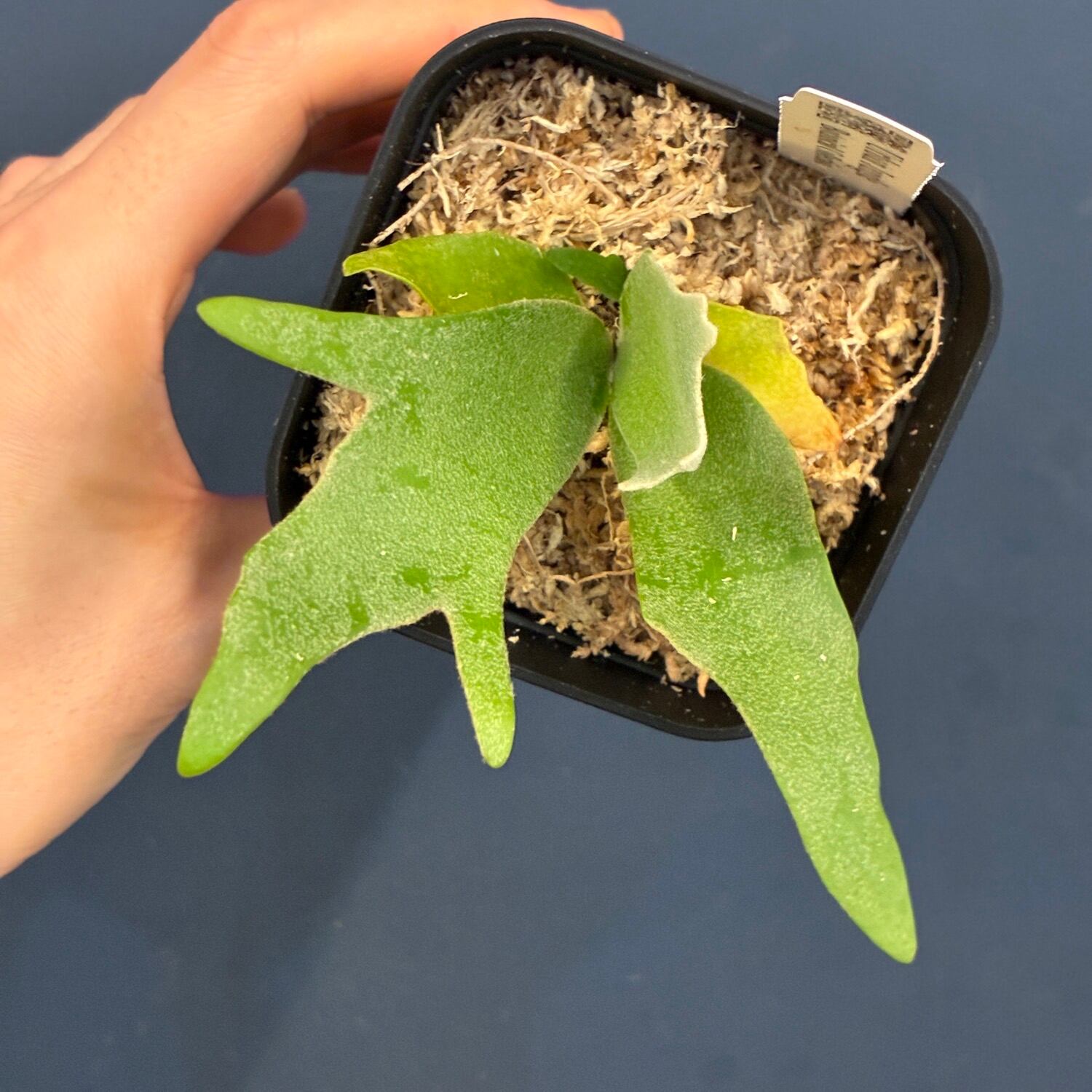 ビカクシダ P.willinckii Golden Boy sporeling UJ】ビカクシダ ジェニー P. willinckii 'Golden Boy' Spore【885