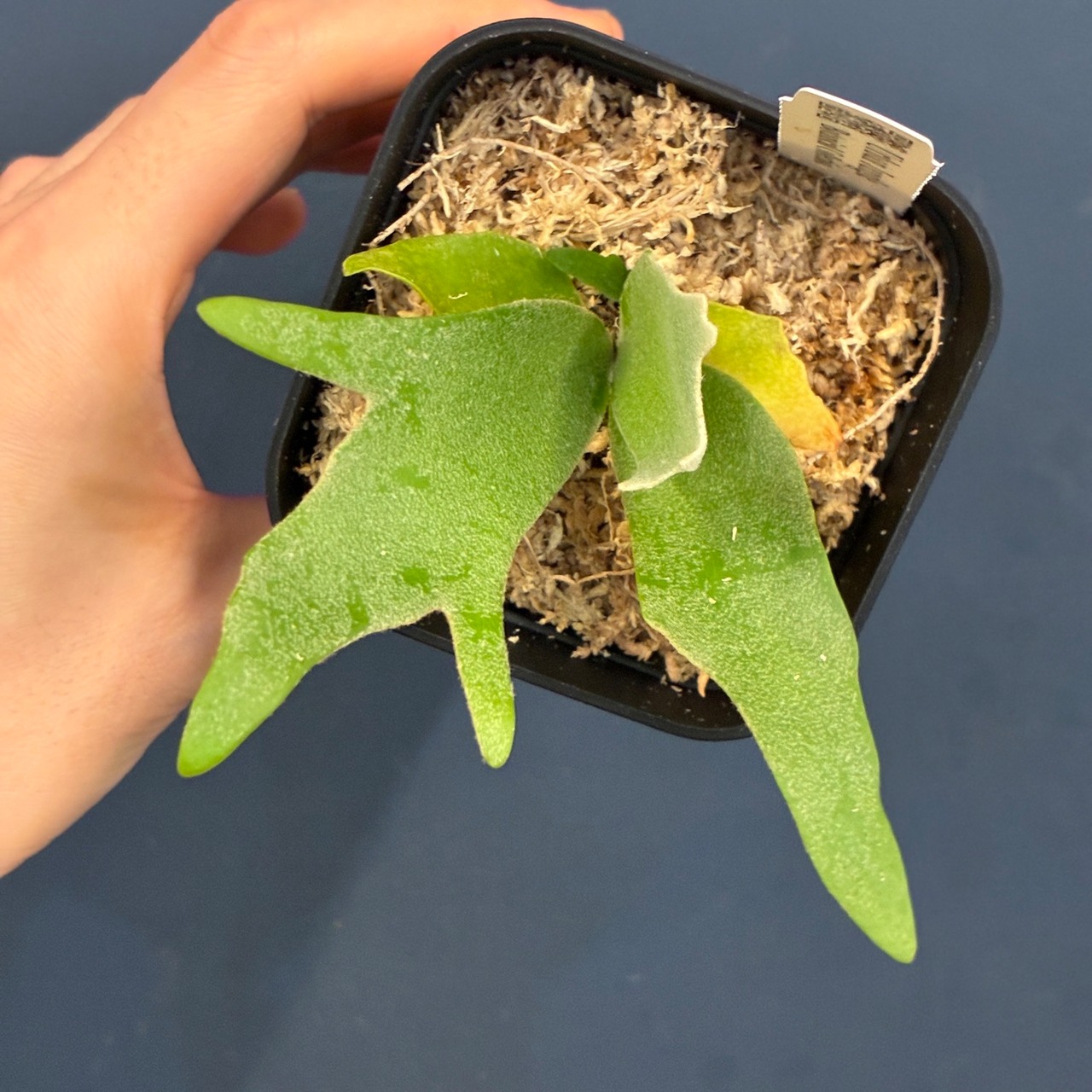 【UJ】ビカクシダ　ジェニー　P. willinckii 'Golden Boy' Spore【944】