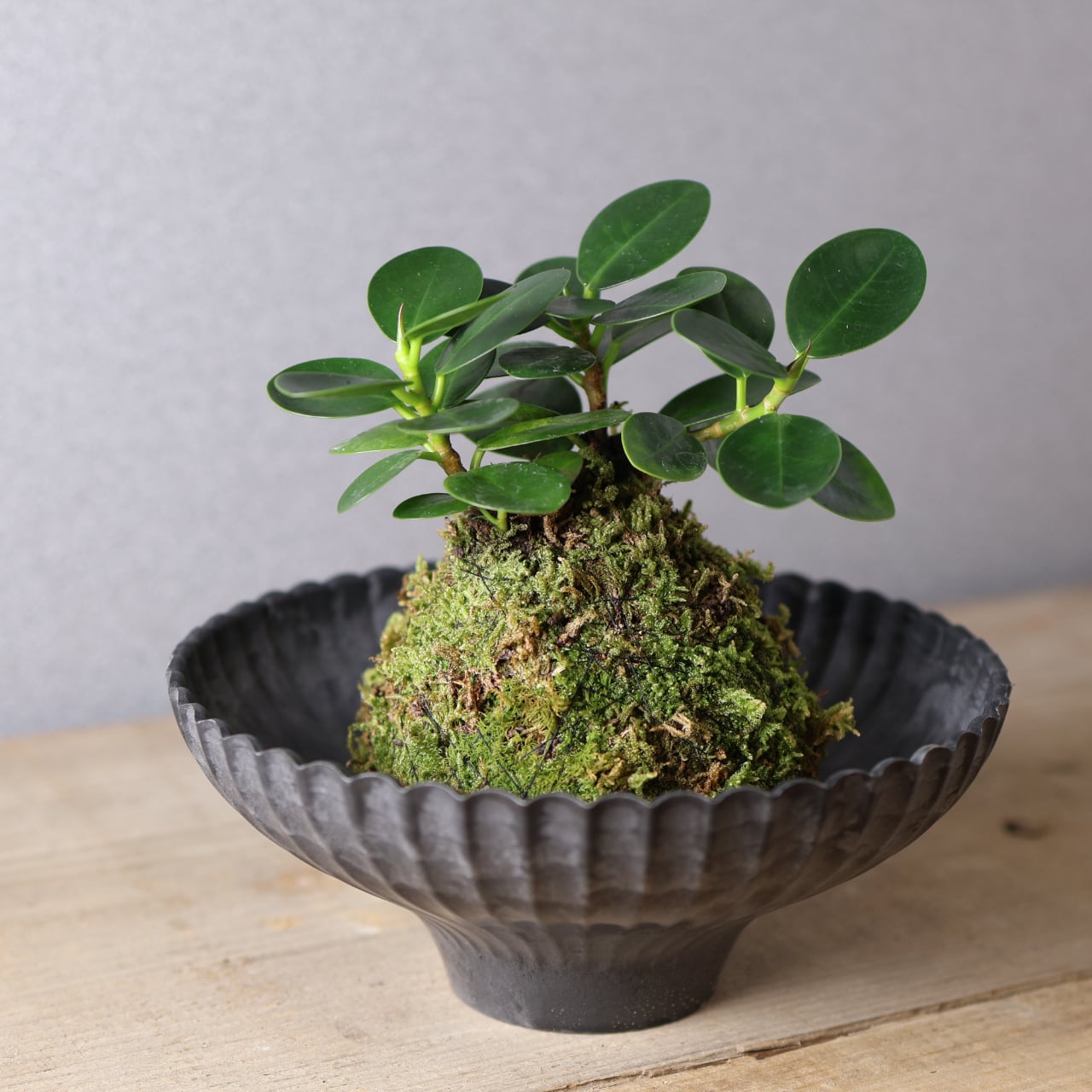 384 小さな森の守り神『パンダガジュマル苔玉』お皿付き 観葉植物