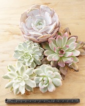 【SUCCULENTSセット 5種】沙羅姫牡丹錦/フレイムマウンテン錦/ジュジュ 他