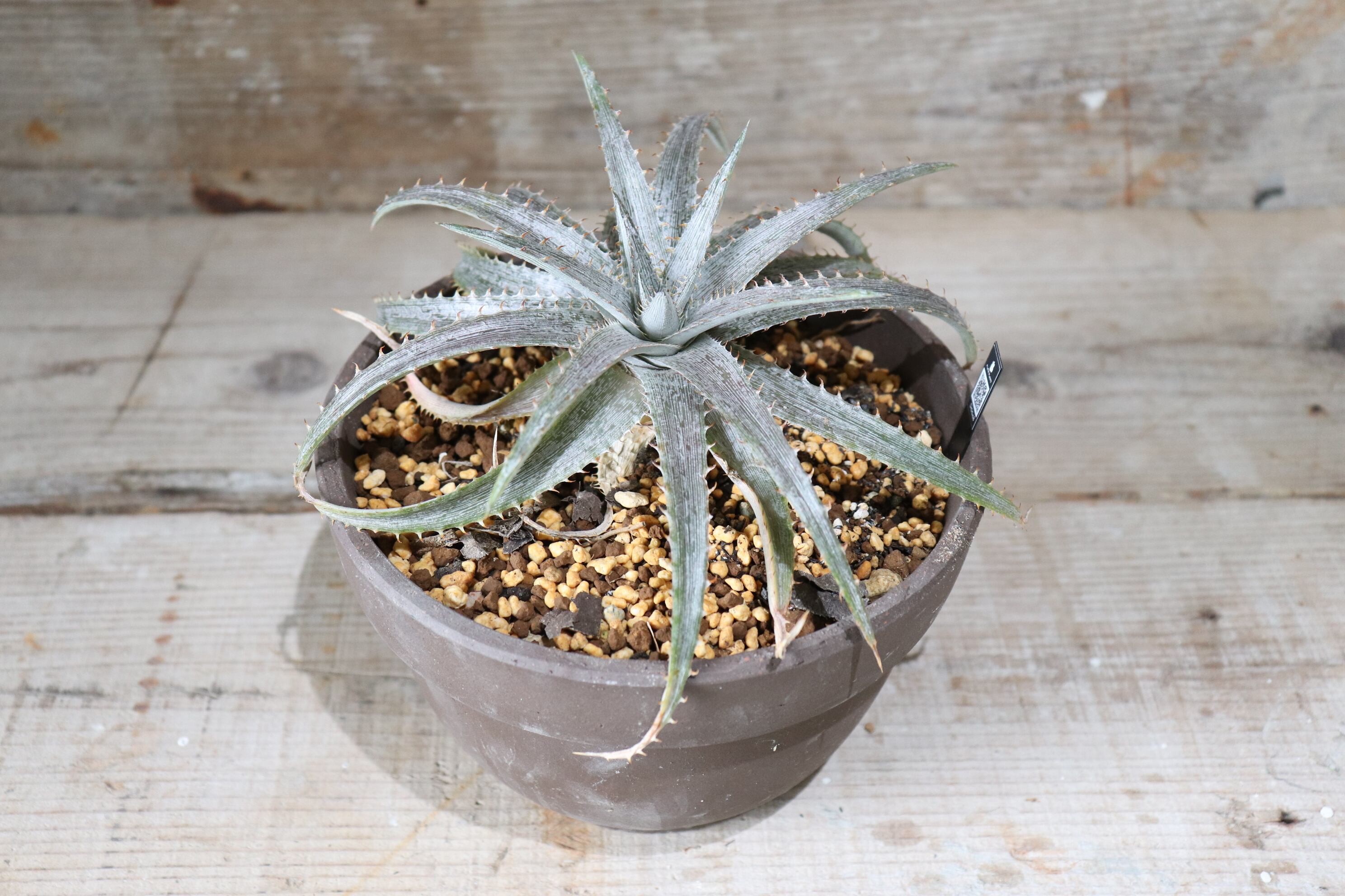 モト　アガベ　ディッキアなど NNNのアガベたち：Agave | Dyckia Maniax