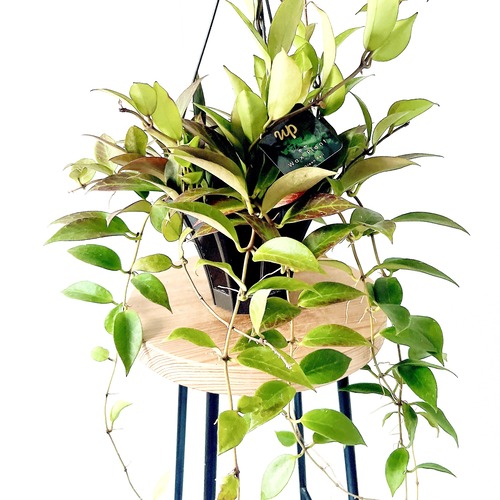 【残り一点】ホヤ サンライズ 希少 観葉植物【calm cafe × GreenBell】