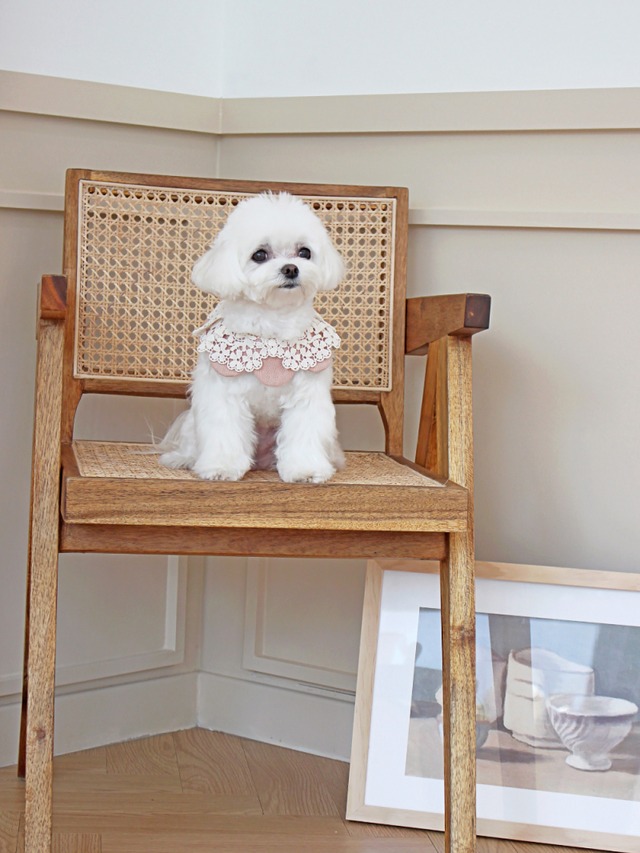 〈即納アイテム〉EYOU  ケープ / Pink Flower (Mサイズ）