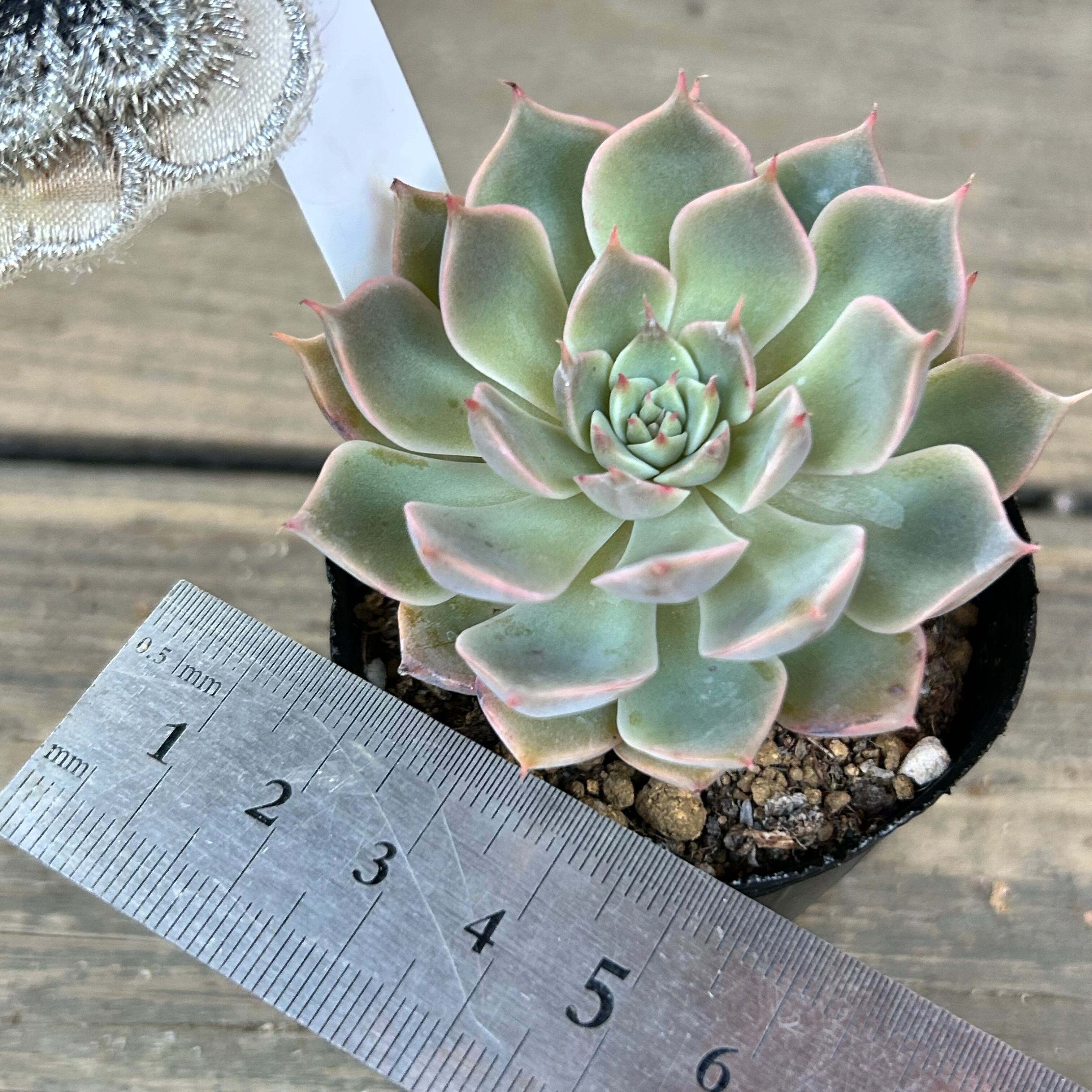 マーガレットレッピン | RuPo 多肉植物専門店