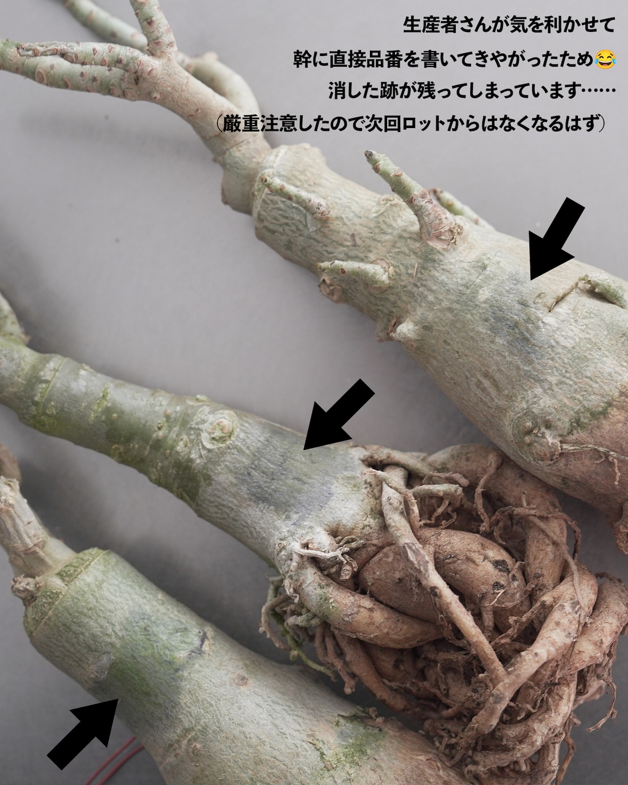 未発根苗 アデニウム シッシー 濃紫白斑 Adenium obesum 'Sissi'