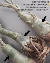 未発根苗 アデニウム シッシー 濃紫白斑 Adenium obesum 'Sissi'