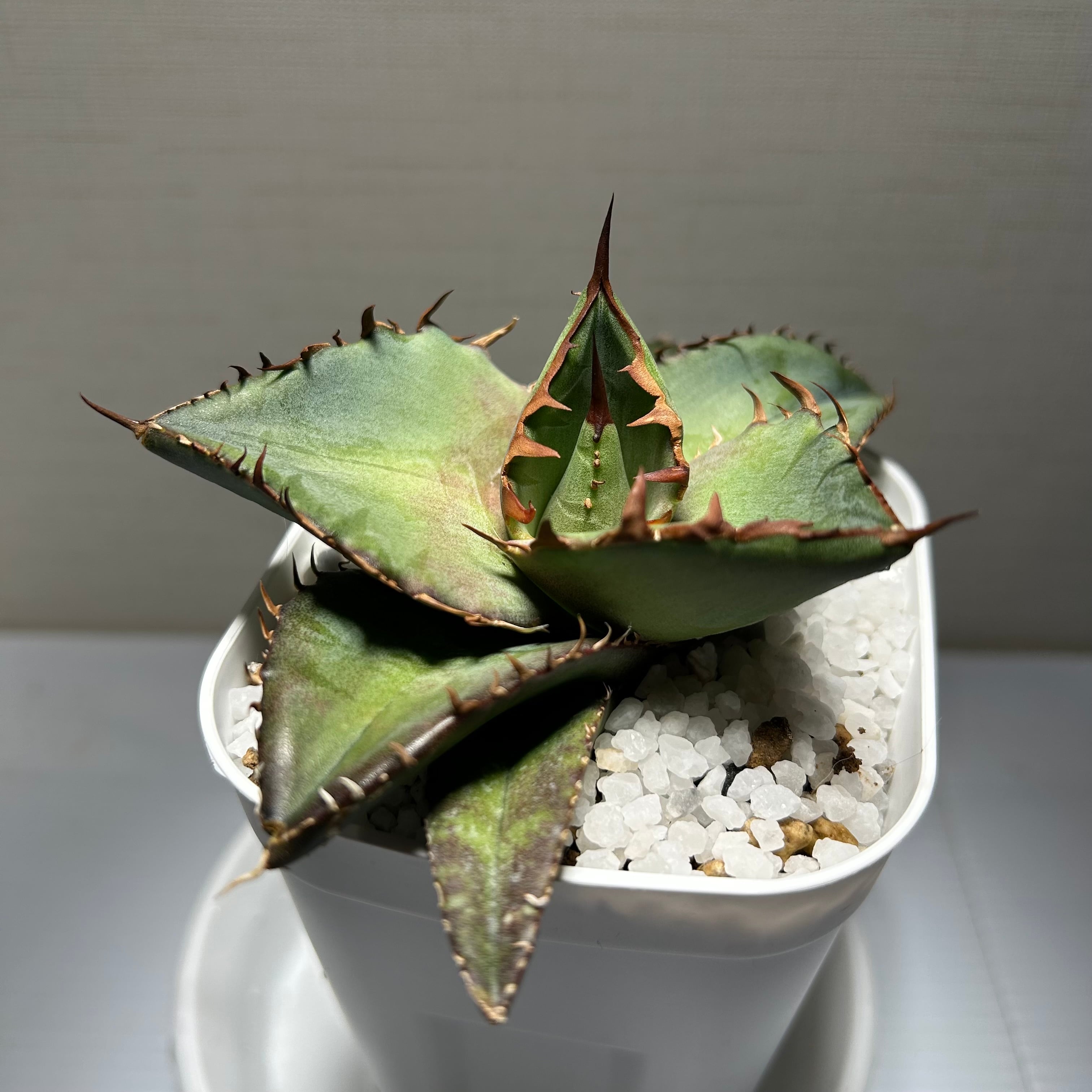 Sansevieria 'Tower Variegated' サンスベリア・タワー 斑入り | Pay ID