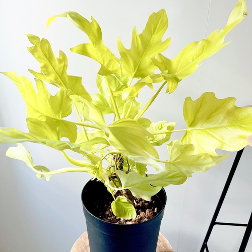 【希少】セローム ゴールドリーフ 幹立ち Lサイズ 観葉植物 calmcafep