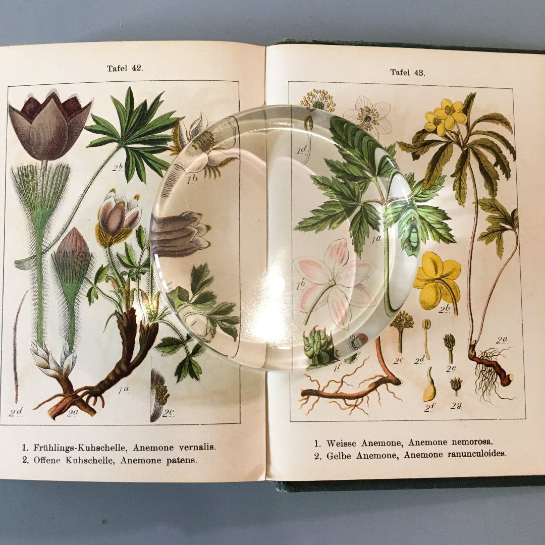 憧れ ヴィンテージ 1914年 アンティーク ドイツの古い植物図鑑 Krauterbuch ヨーロッパ 雰囲気 リトグラフ 花のイラスト 花の絵 植物図鑑 洋書 Labelians Fr