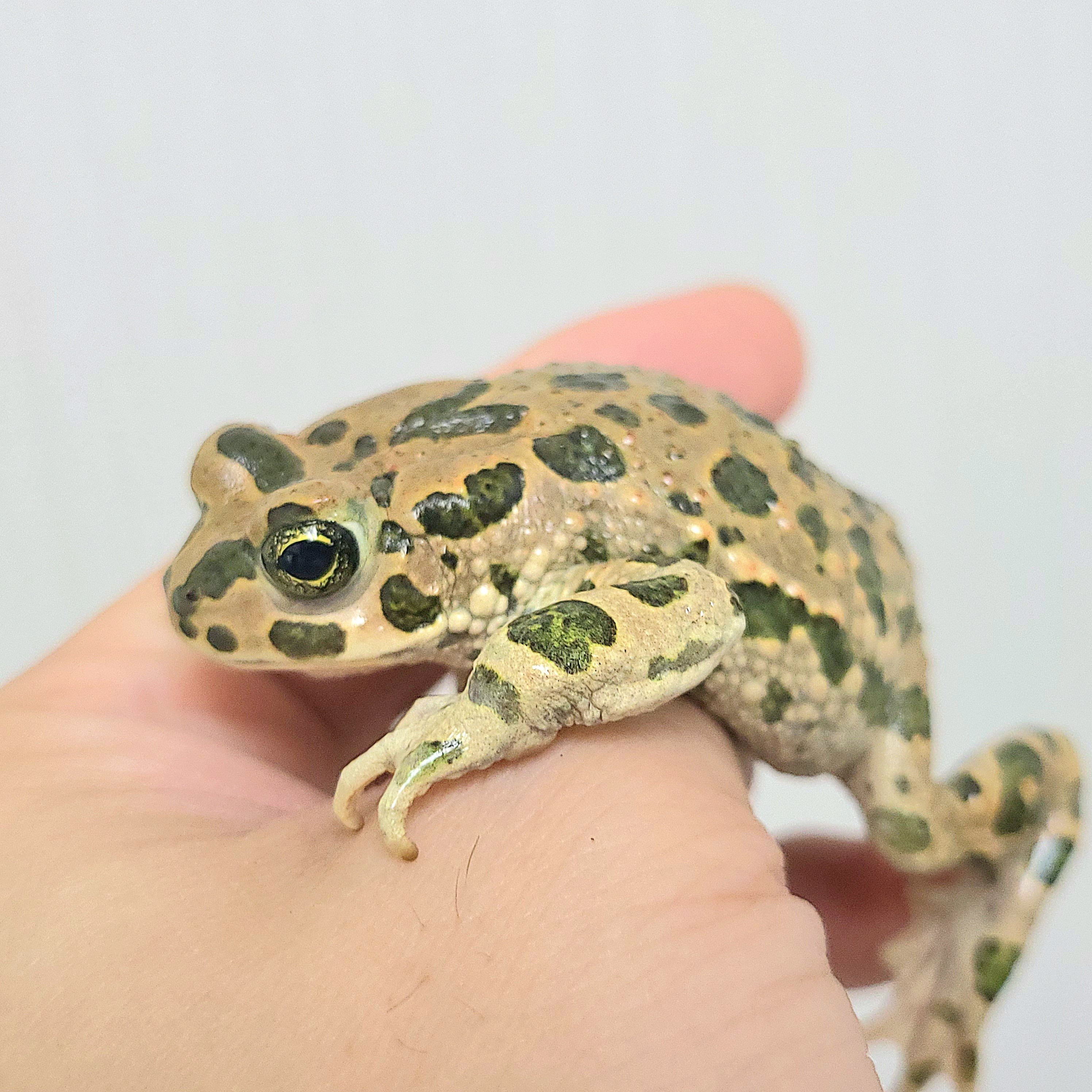 カエルミドリ様 エジプトミドリヒキガエル カエル | BUG.st