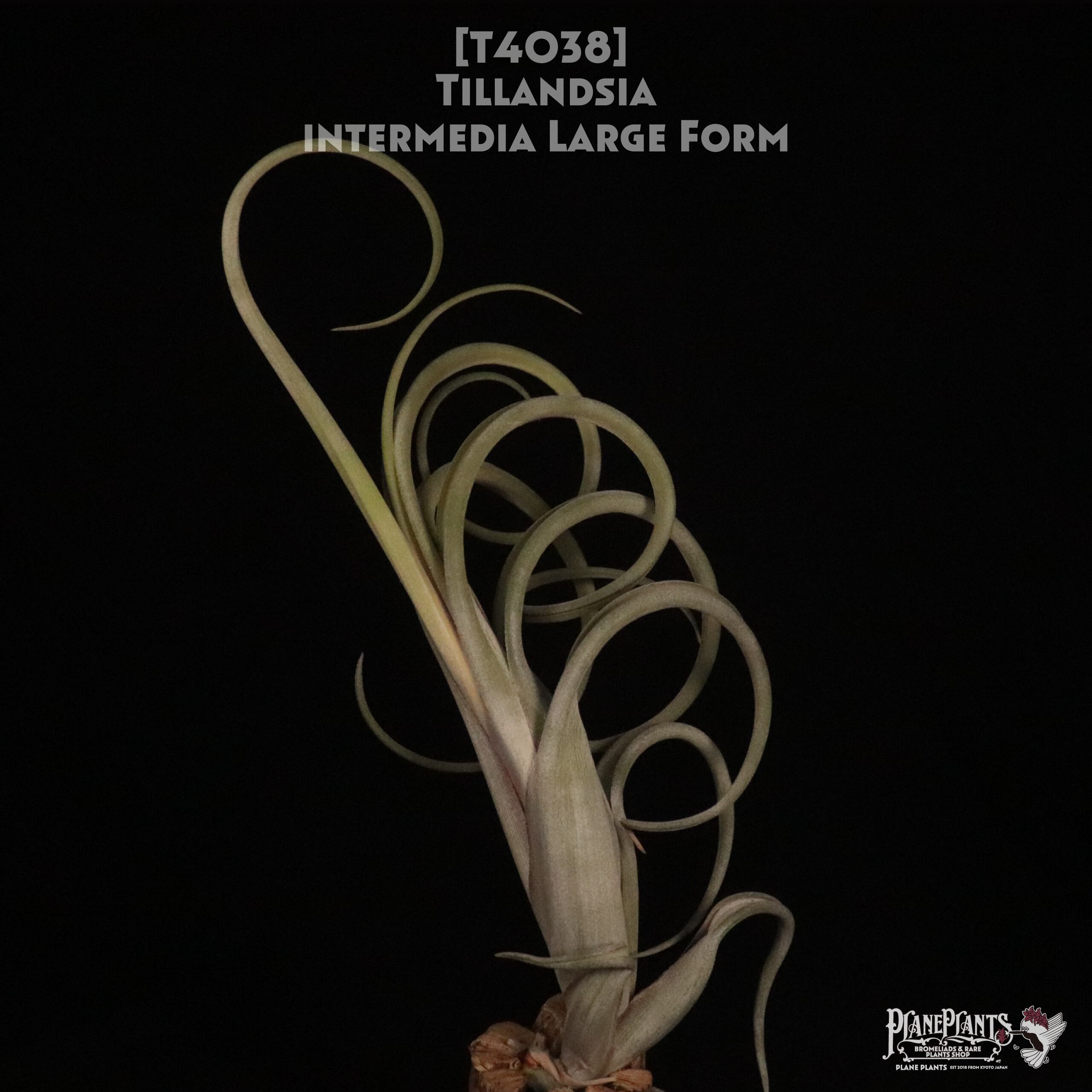 Tillandsia Barfussii 速達発送 専用 Tillandsia Kraken 速達発送 専用 Tillandsia Kraken 速達発送