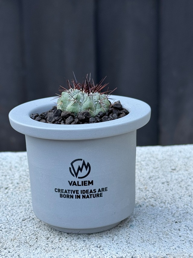 【新着】Copiapoa cinerea var. columna-alba ×  VALIEM GHOST【俺の孤竜丸】コピアポア コルムナアルバ