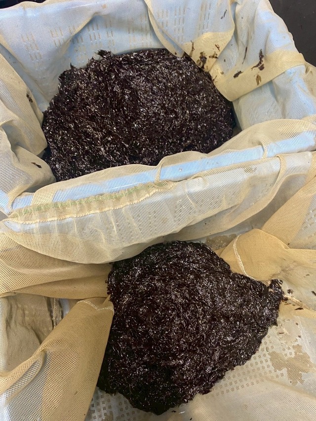 新物！初摘み！伊勢湾産の最高級生海苔（500gパック）※1㎏から購入可能です！