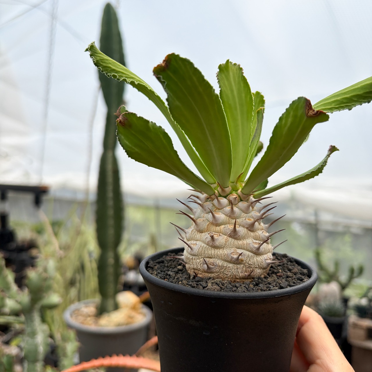 Euphorbia venenifica【ユーフォルビア・ベネニフィカ】
