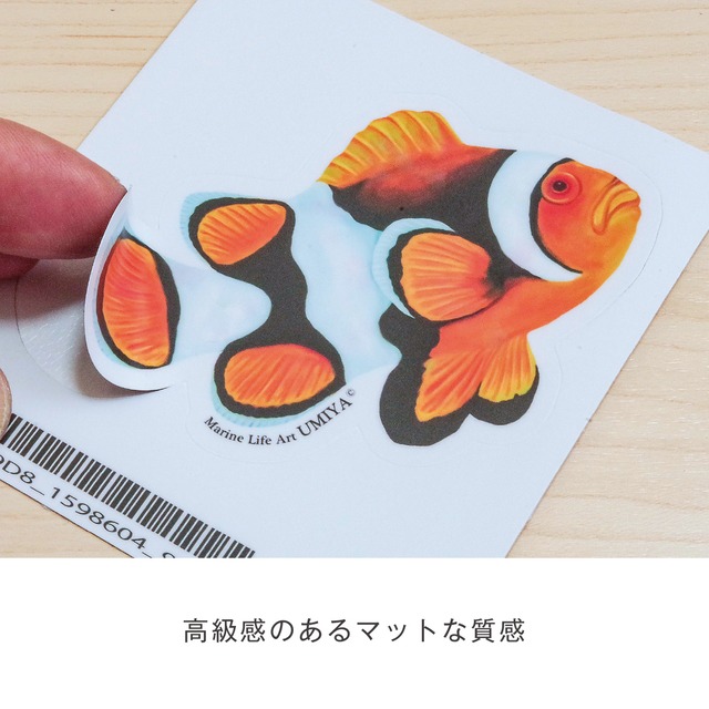 海の生きものステッカー（ニシキヤッコ）