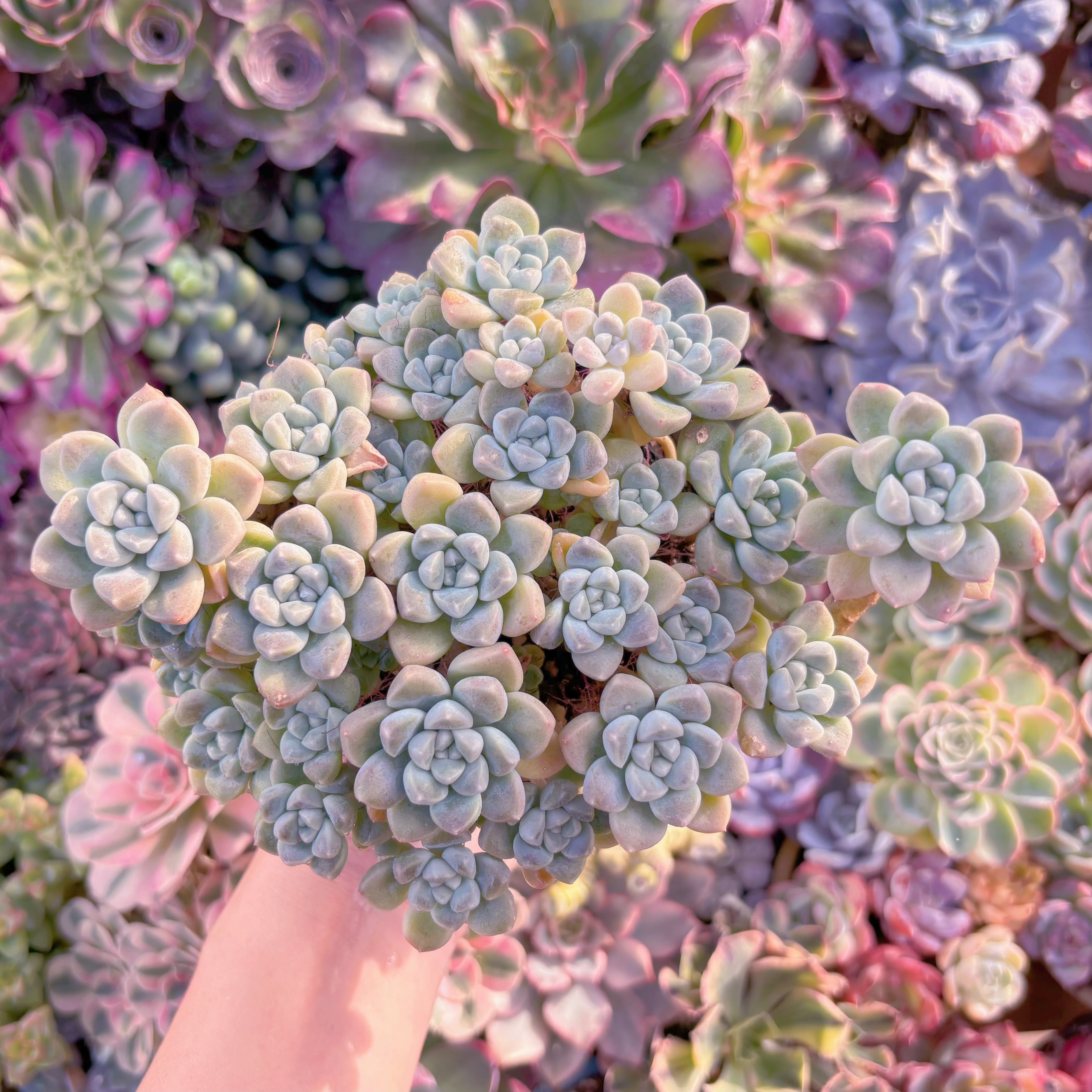 現品　新品種　蒼珠（そうしゅ）#731　特大群生　新入荷　るる農園