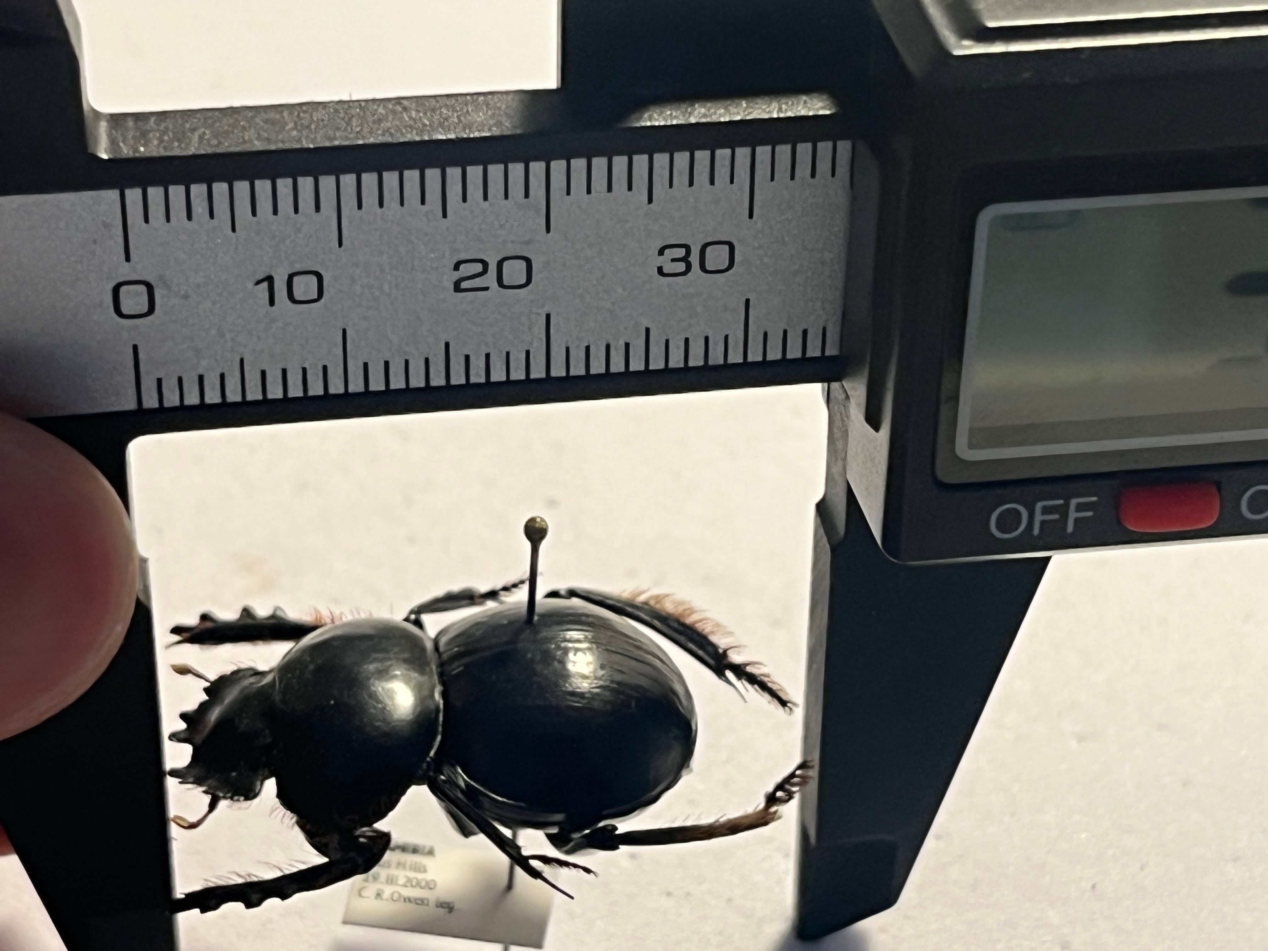 27mm♀】クモガタタマオシコガネに酷似のPachysoma schinzi 糞虫