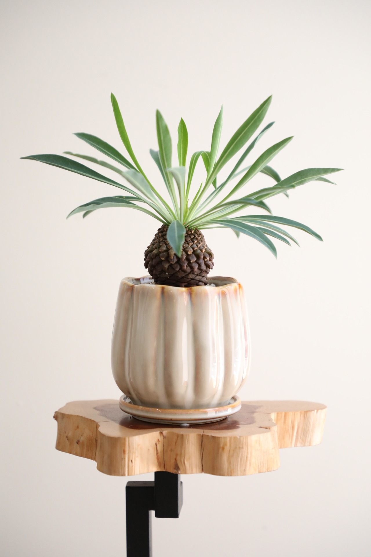 【S】鉄甲丸/Euphorbia 　※陶器鉢付き