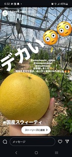 3種類の柑橘セット
