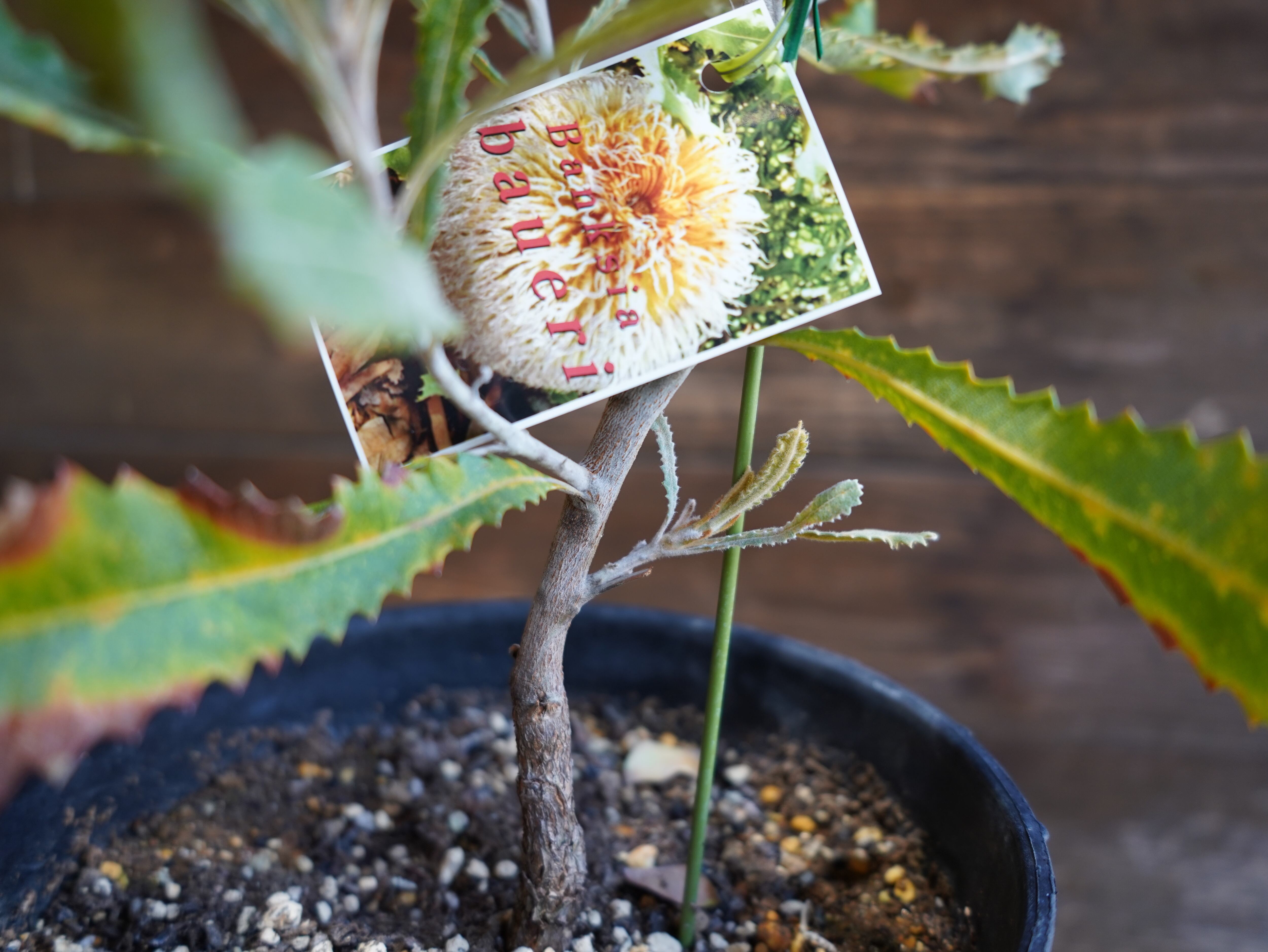 【現物】バンクシア　”バウエリ”　A