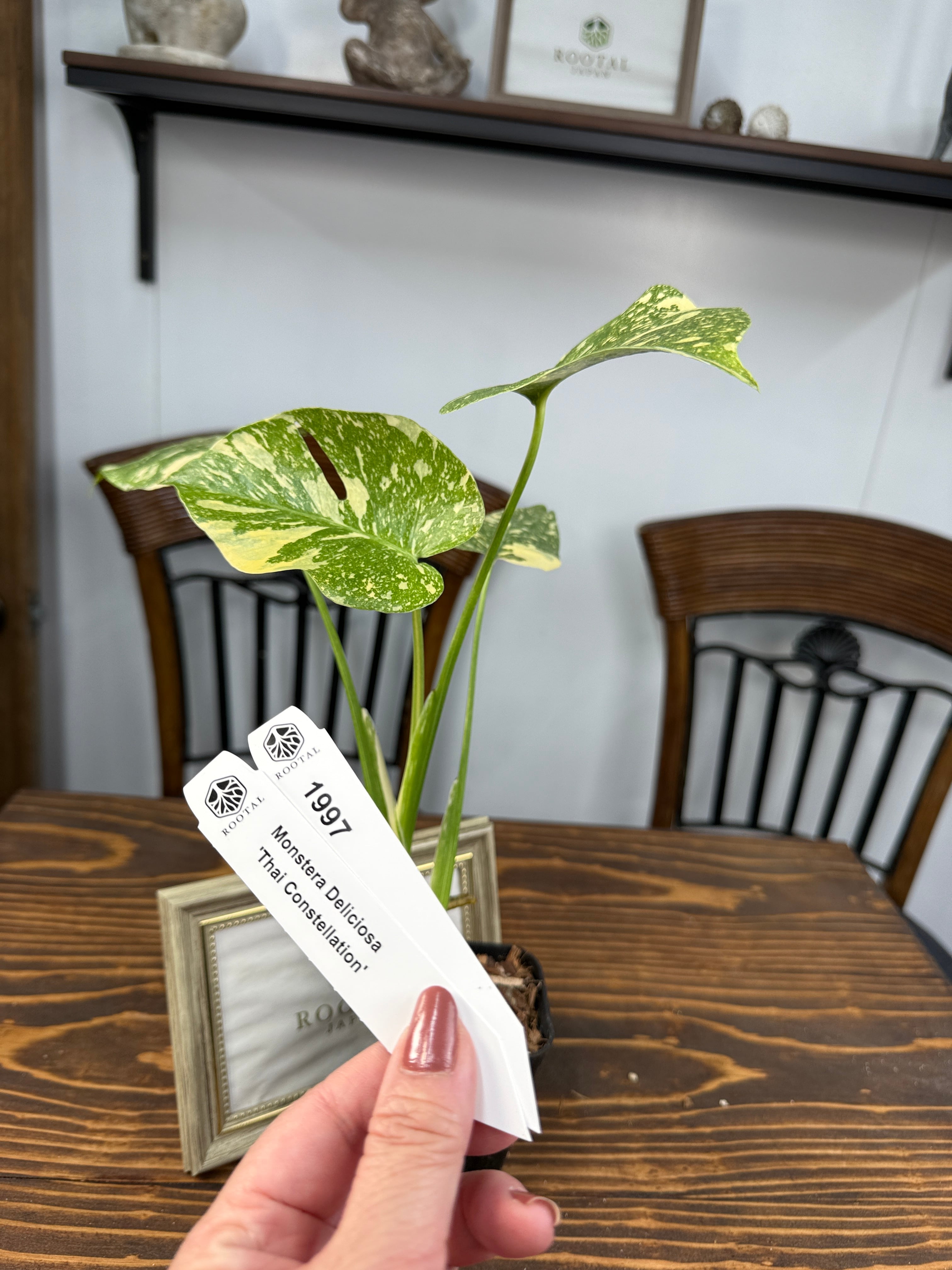 ☆1986 モンステラ デリシオーサ タイコンストレーション（口径5