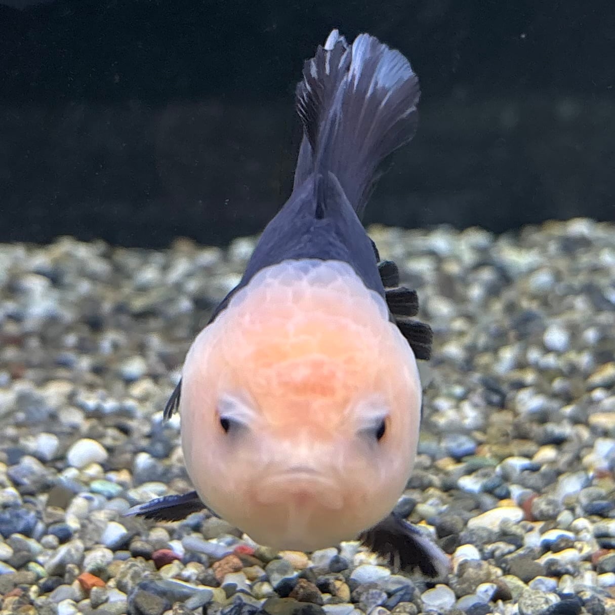 ☆ 超激レア パンダオランダ 当歳 11cm 雌 ☆B8