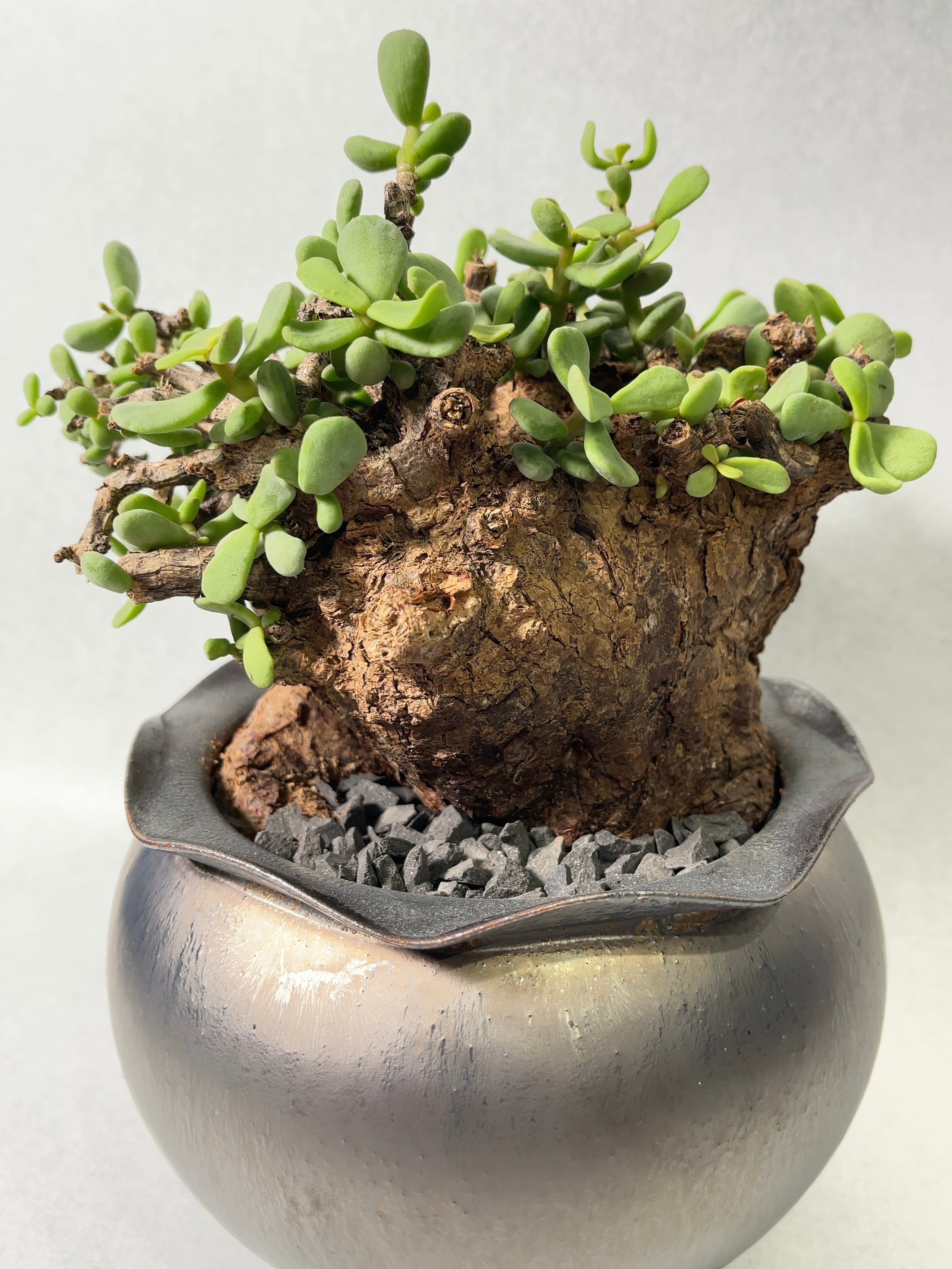 ケラリア・ピグマエア | trigger