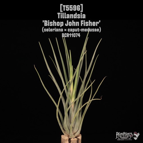 【送料無料】'Bishop John Fisher'〔エアプランツ〕現品発送T5596