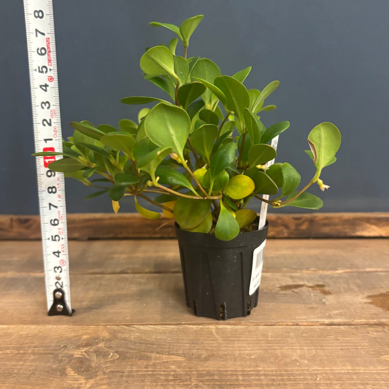 パキセントリア グラウカ【180】