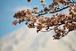 河口湖の桜とうっすら富士山 07