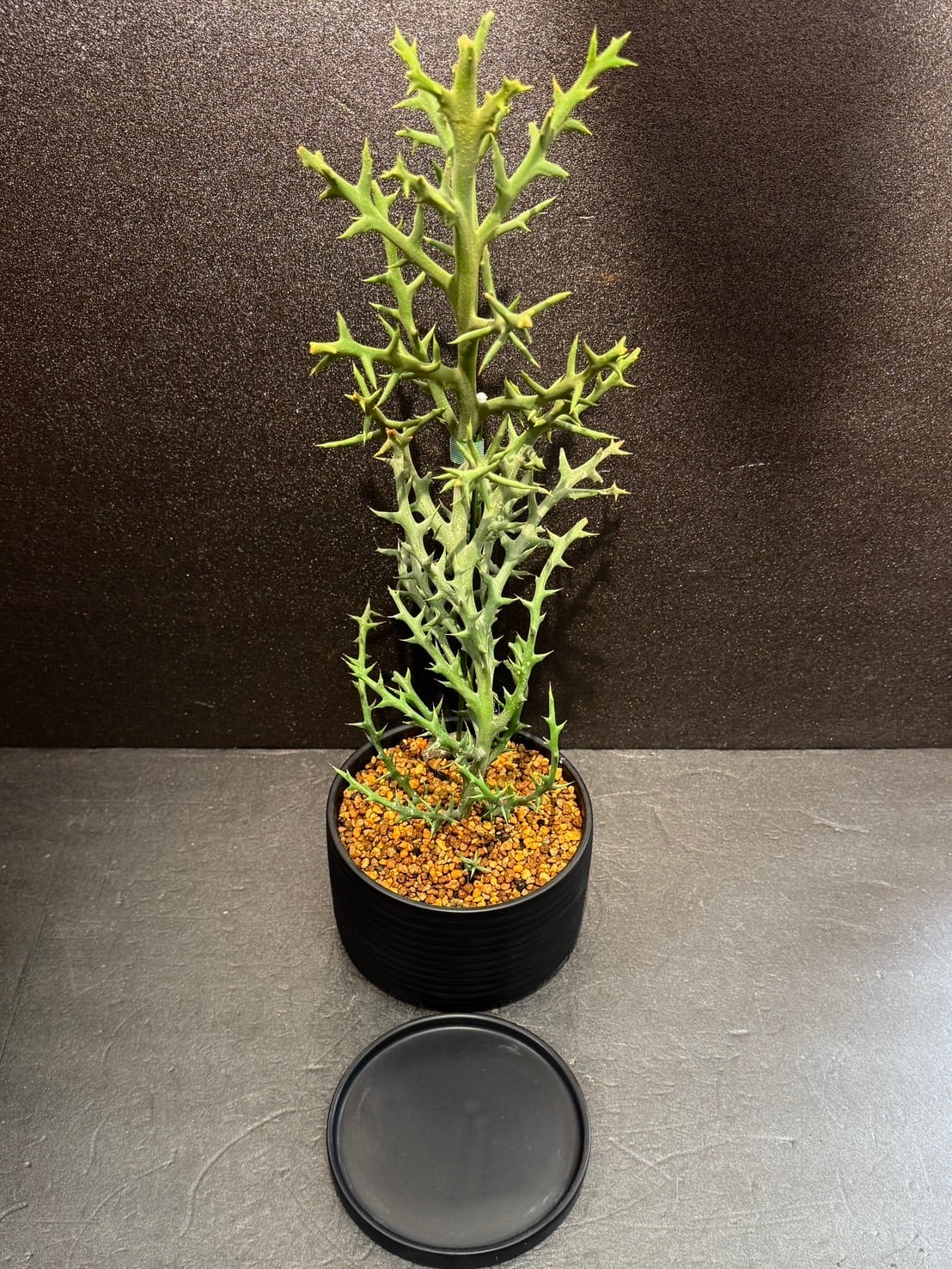 ステノクラーダ ユーフォルビア ② 多肉植物 4号 かっこいい 鉢込み